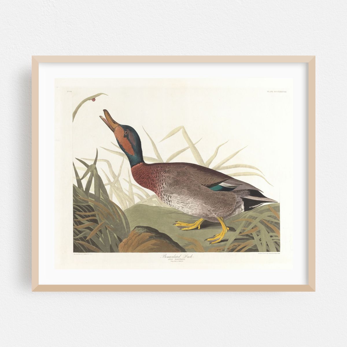 Bemaculated duck (1827–1838) – image 1 of 5