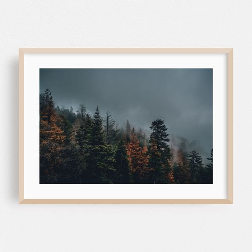 The Forest and the Fog Become One