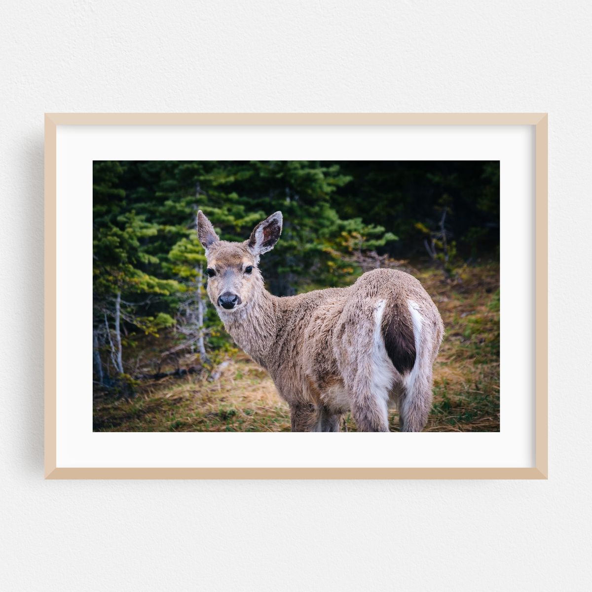 Deer in Headlights – image 1 of 6