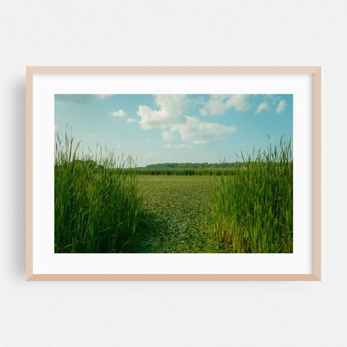 Wetland at Lions Park, Niskayuna 01