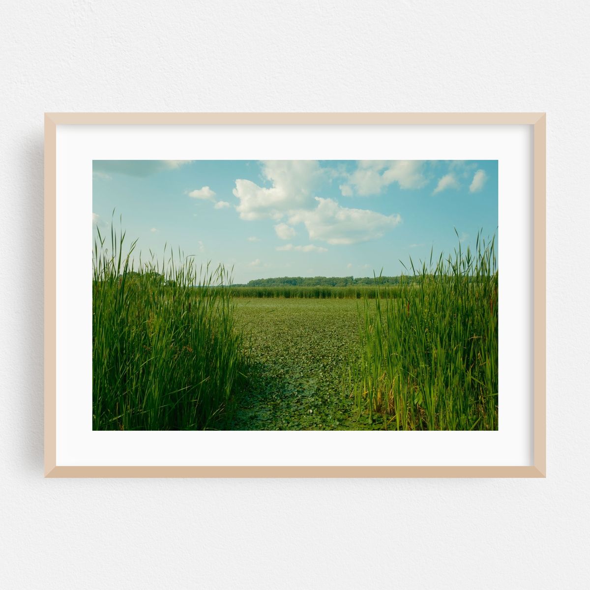 Wetland at Lions Park, Niskayuna 01 – image 1 of 6