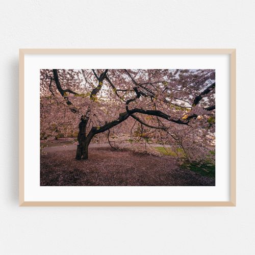 Central Park Cherry Blossoms 02
