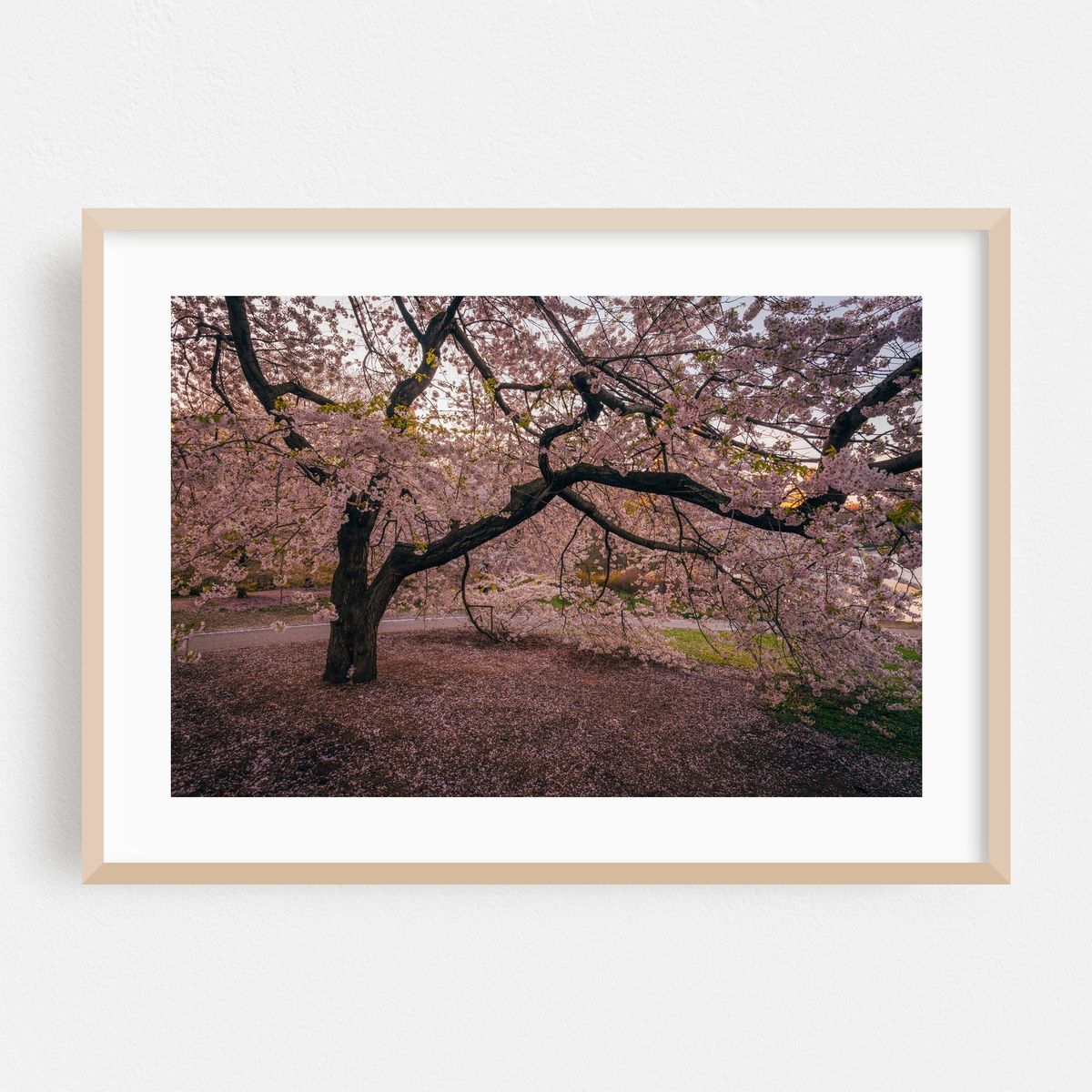 Central Park Cherry Blossoms 02 – image 1 of 6