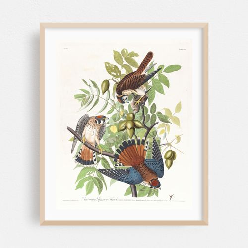 American sparrow hawk (1827–1838)