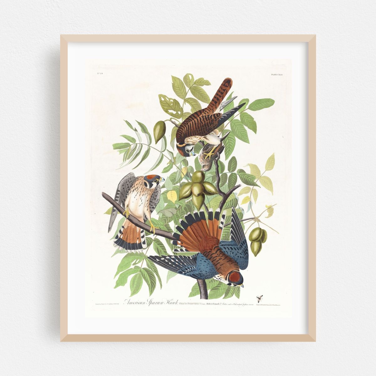American sparrow hawk (1827–1838) – image 1 of 12