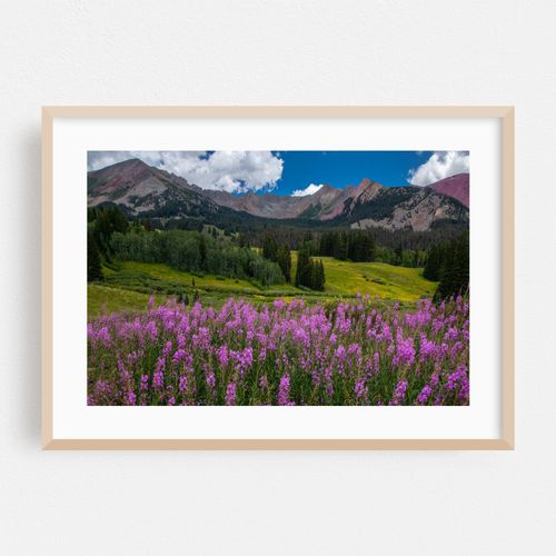 Colorado Flora