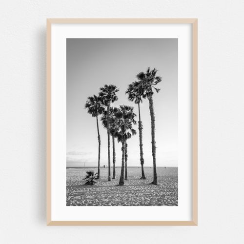 Palms, Santa Monica 01 B&W