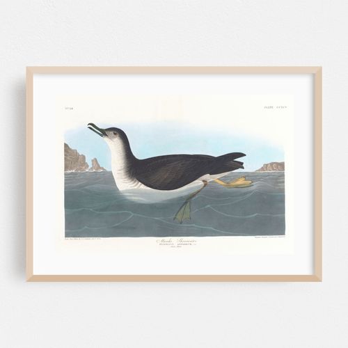 Manks shearwater (1827–1838)
