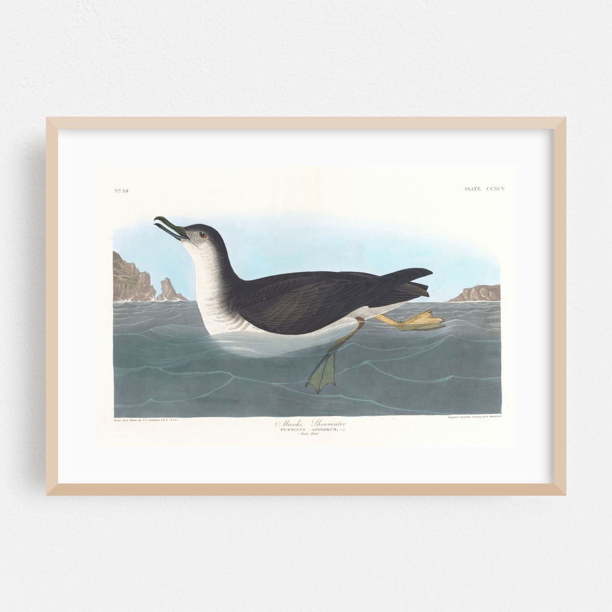 Manks shearwater (1827–1838) – image 1 of 6