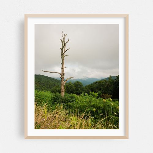 Dead Tree, Skyline Drive