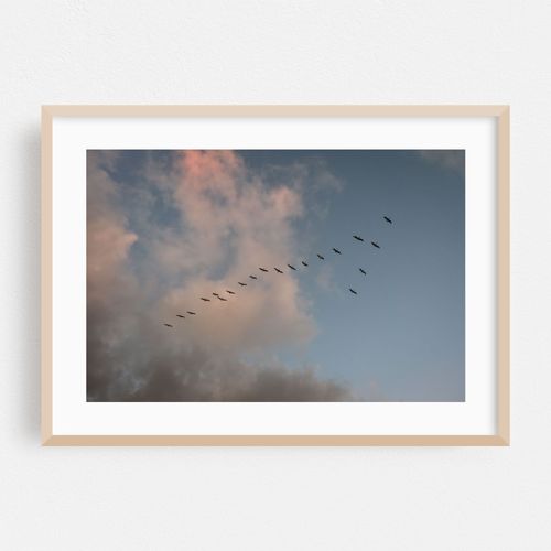 Flock of Birds in Ocean Beach, San Diego