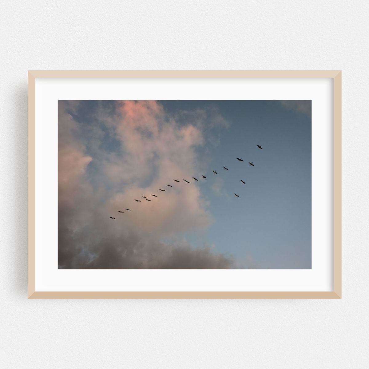 Flock of Birds in Ocean Beach, San Diego – image 1 of 6