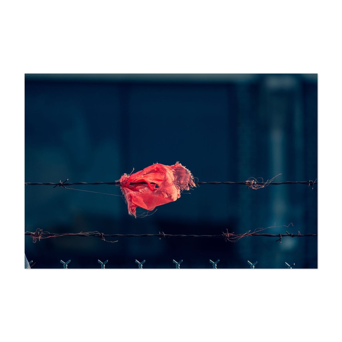 Torn Fabric on a wired fence – image 1 of 2