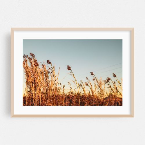 Sea Oats-Dauphin Island