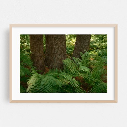 Ferns on Partridge Island Trail, Lynnfield 03