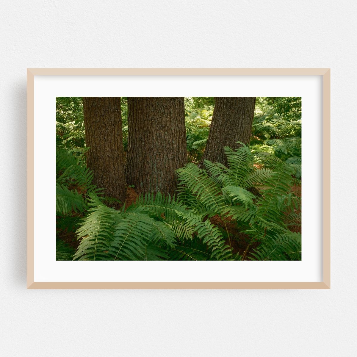 Ferns on Partridge Island Trail, Lynnfield 03 – image 1 of 6