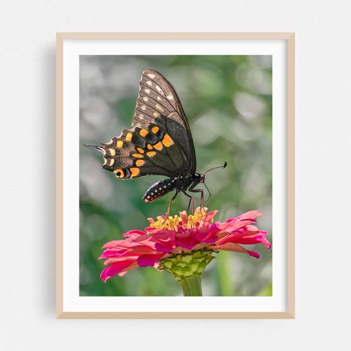 Black Swallowtail on Zinnia