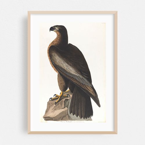 Bird of Washington (1827–1838)