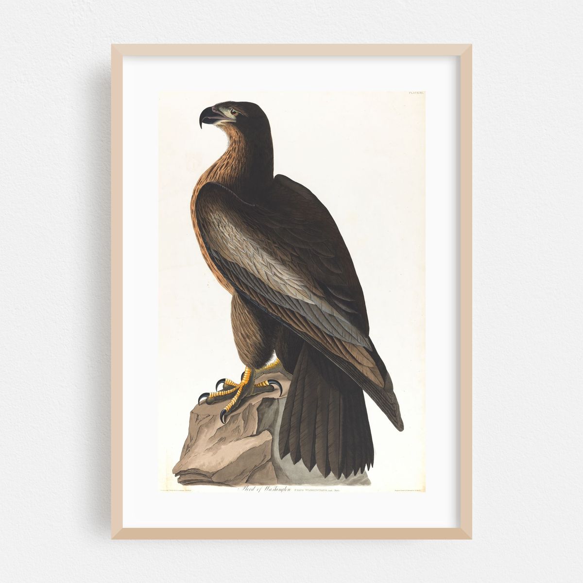 Bird of Washington (1827–1838) – image 1 of 16
