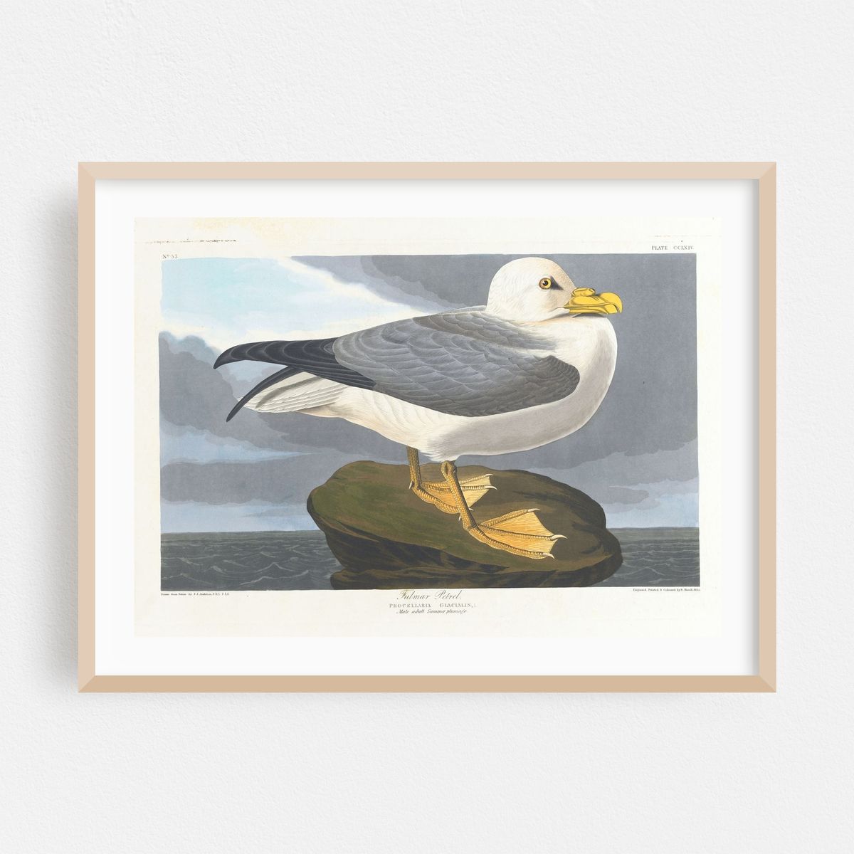 Fulmar petrel (1827–1838) – image 1 of 6