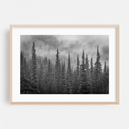 Hurricane Ridge Pines B&W