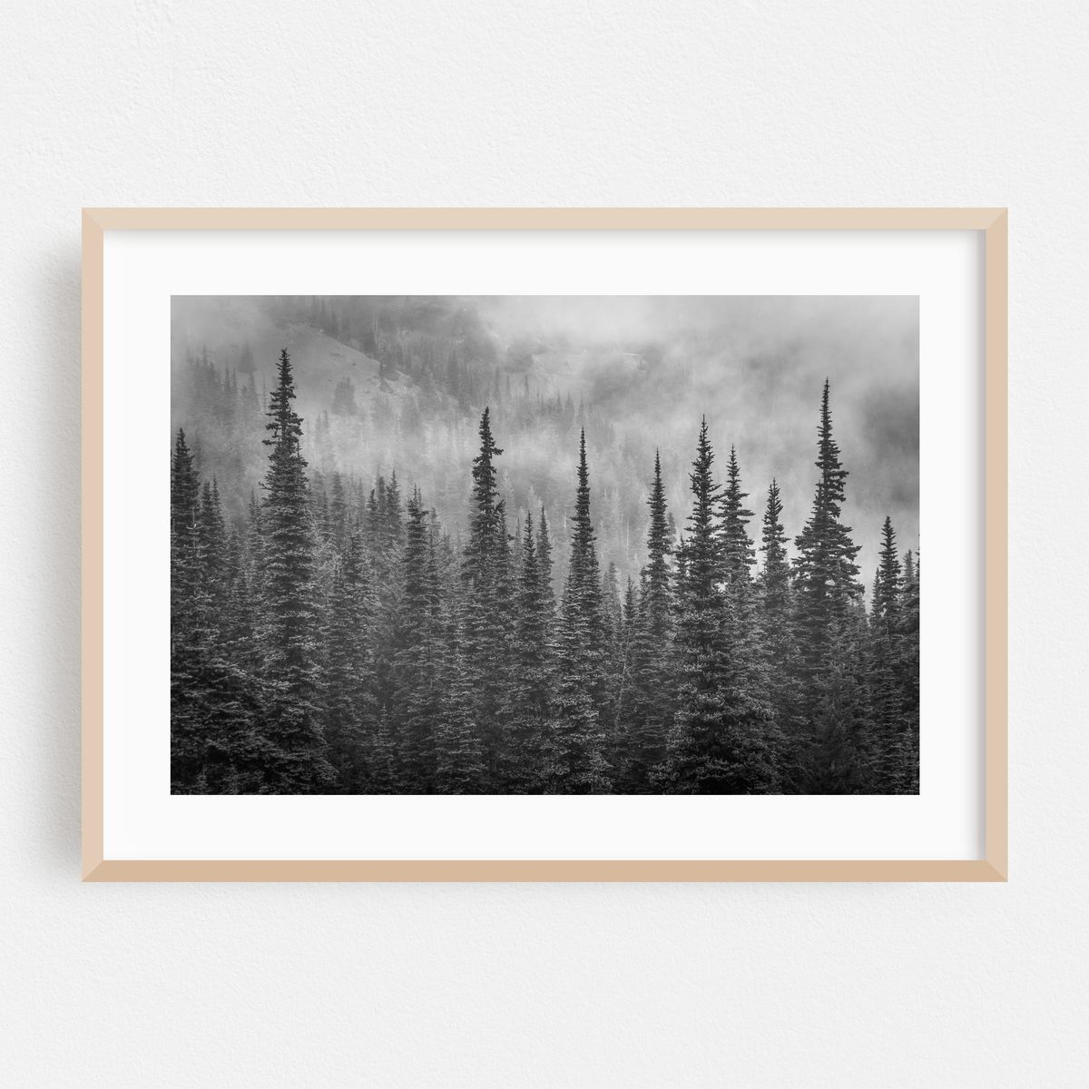 Hurricane Ridge Pines B&W – image 1 of 9