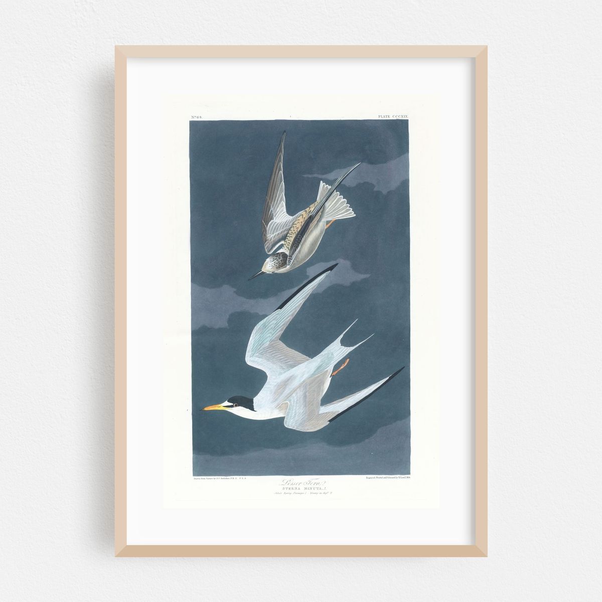 Lesser tern (1827–1838) – image 1 of 16