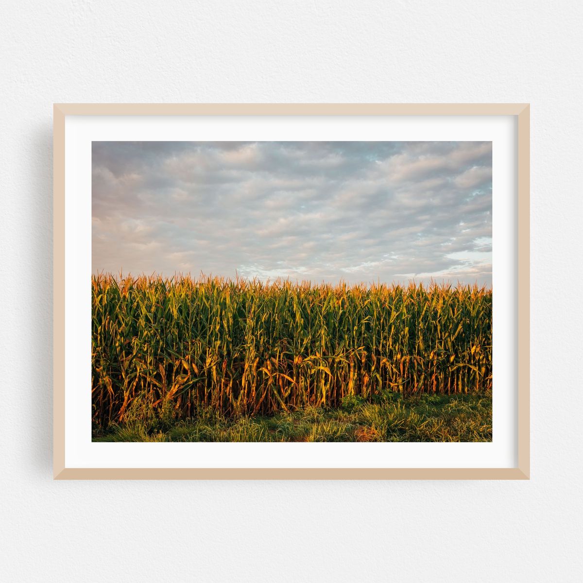 Corn, Towanda – image 1 of 3