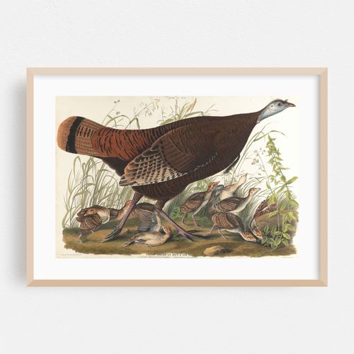 Great American hen & young (1827–1838)