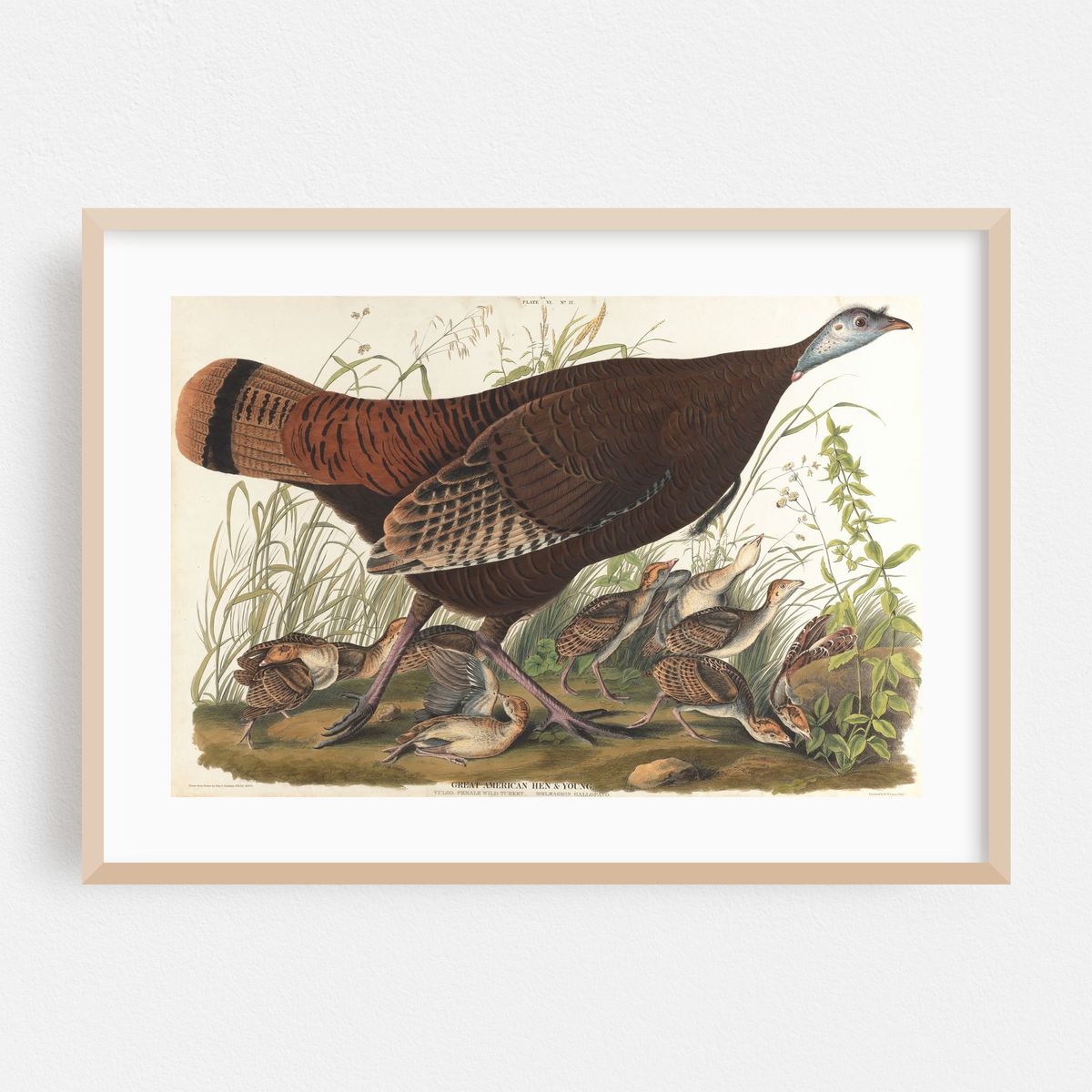 Great American hen & young (1827–1838) – image 1 of 6