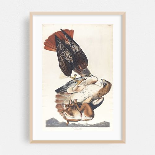Red tailed hawk (1827–1838)