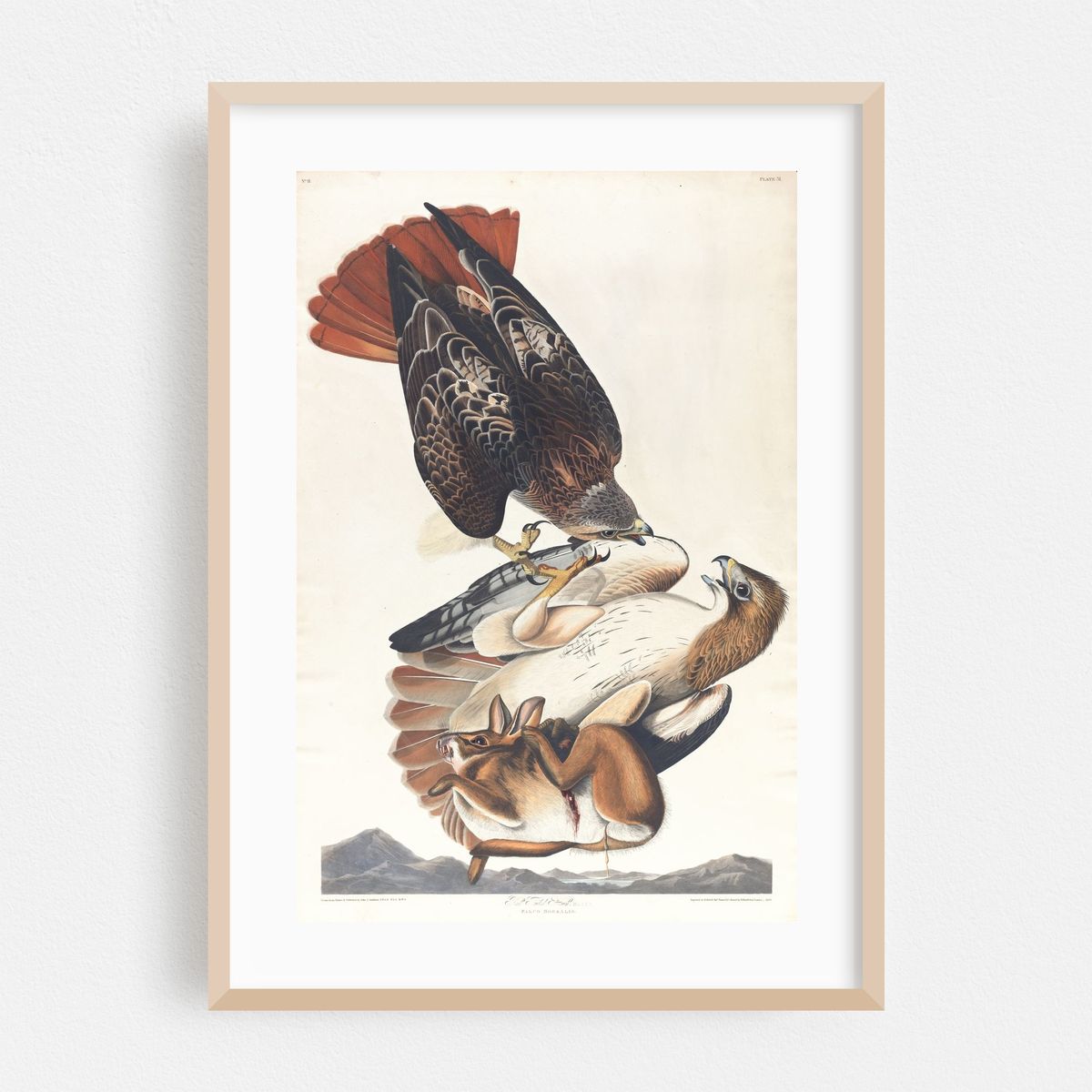 Red tailed hawk (1827–1838) – image 1 of 16