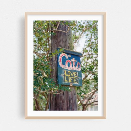 New Orleans Cats