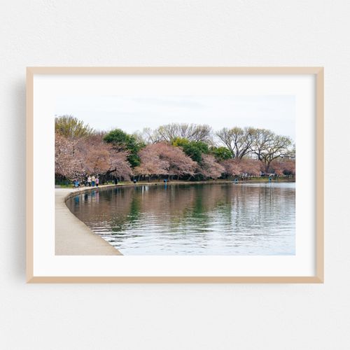 Tidal Basin Blossoms 01