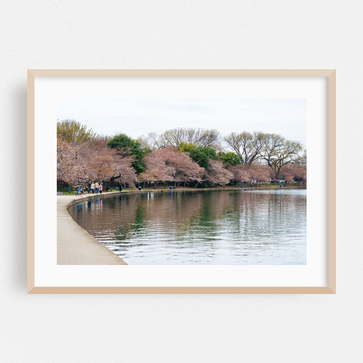 Tidal Basin Blossoms 01 – image 1 of 6