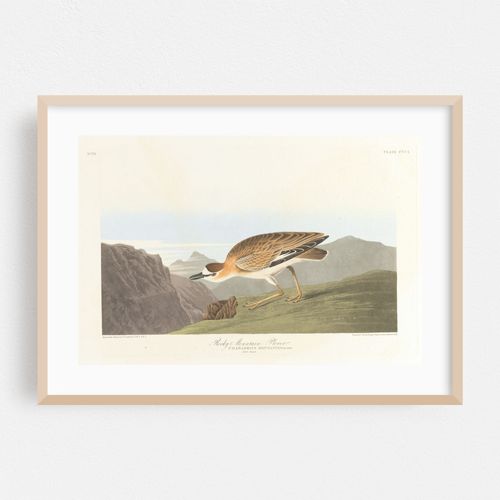 Rocky mountain plover (1827–1838)