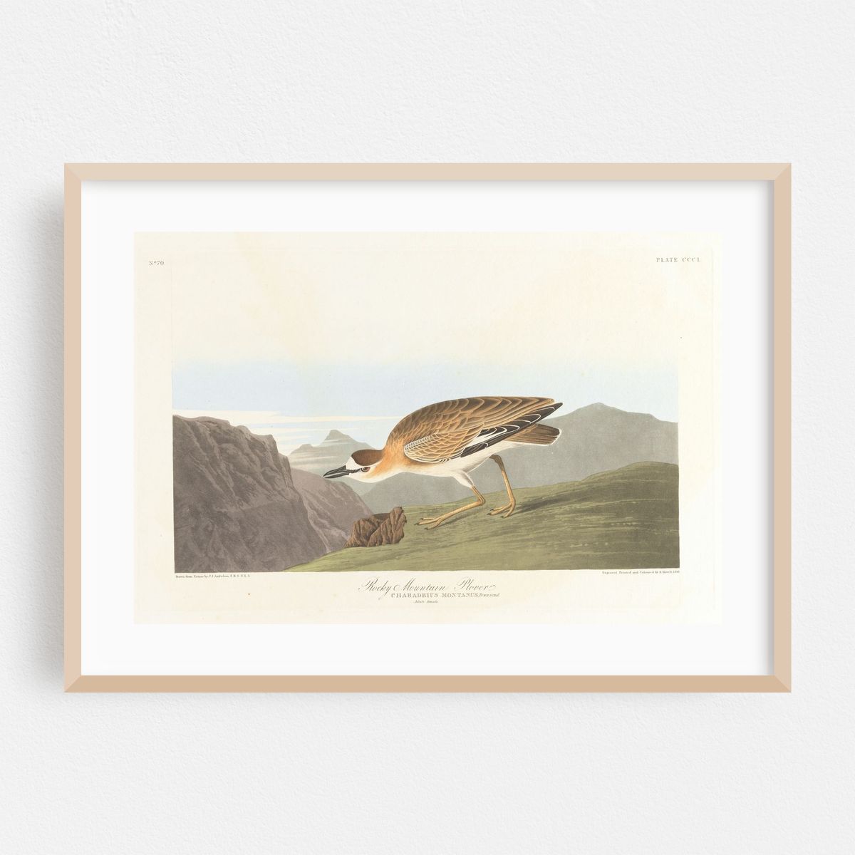 Rocky mountain plover (1827–1838) – image 1 of 6