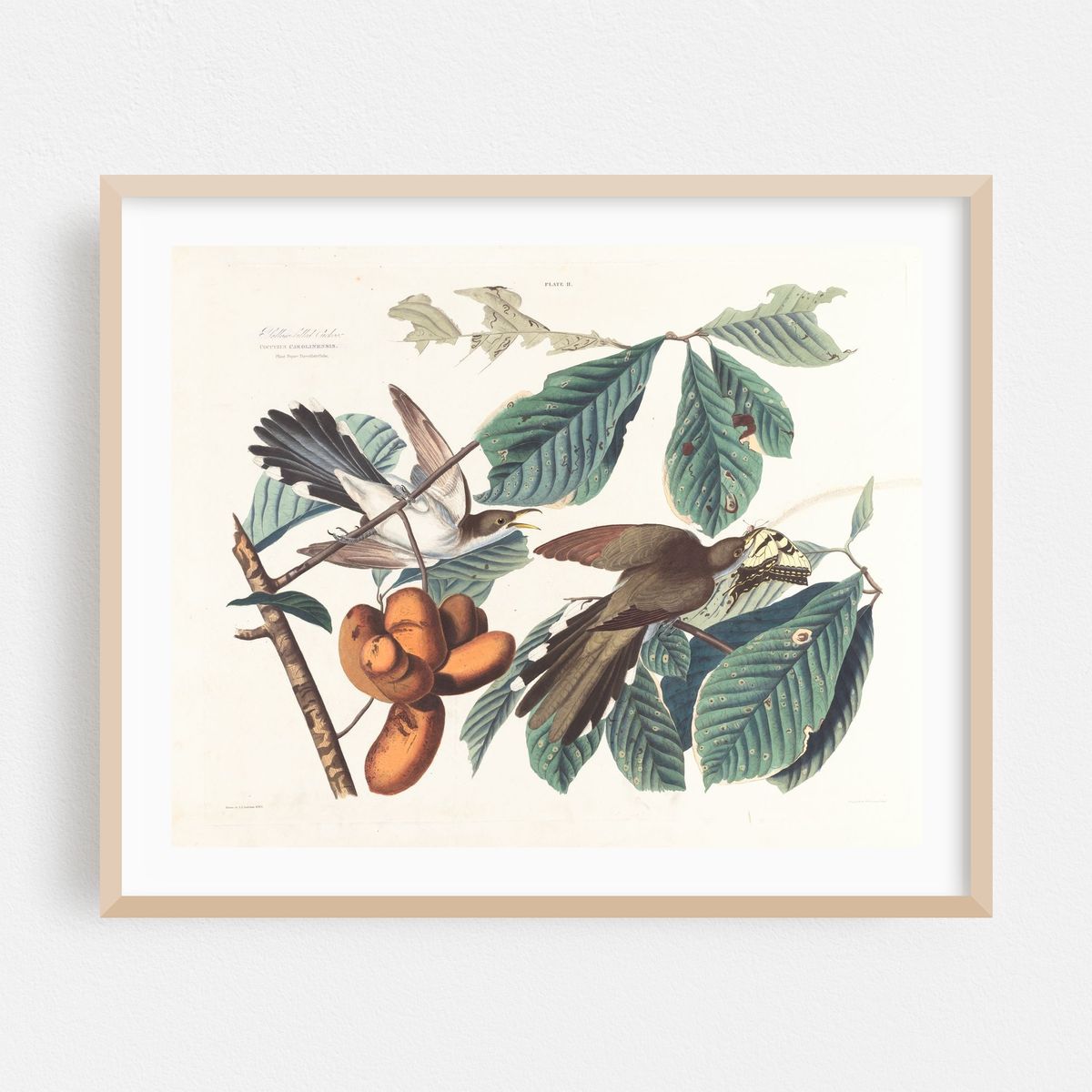 Yellow-billed cuckoo (1827–1838) – image 1 of 5