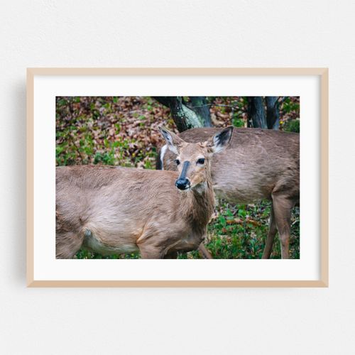 Shenandoah Deer