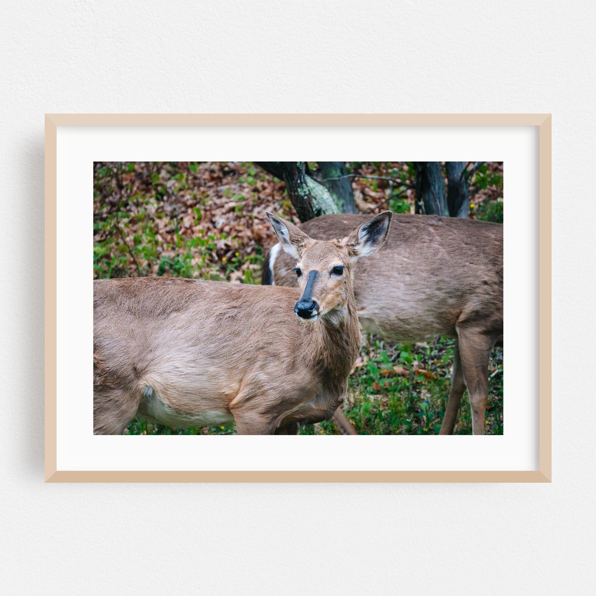 Shenandoah Deer – image 1 of 6