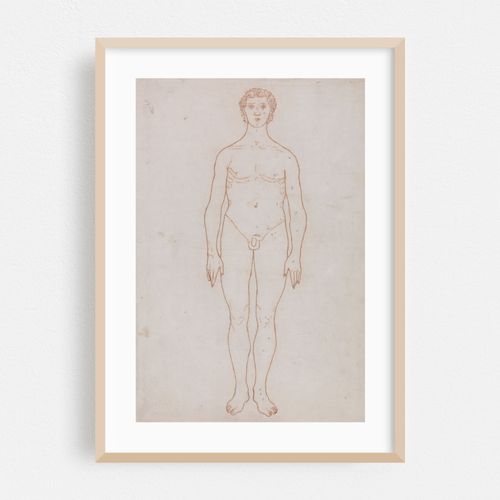 Study of the Human Figure, Anterior View (1795 to 1806)