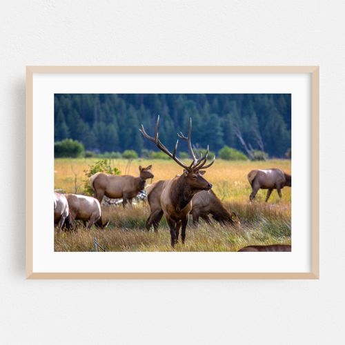 Rocky Mountain Elk