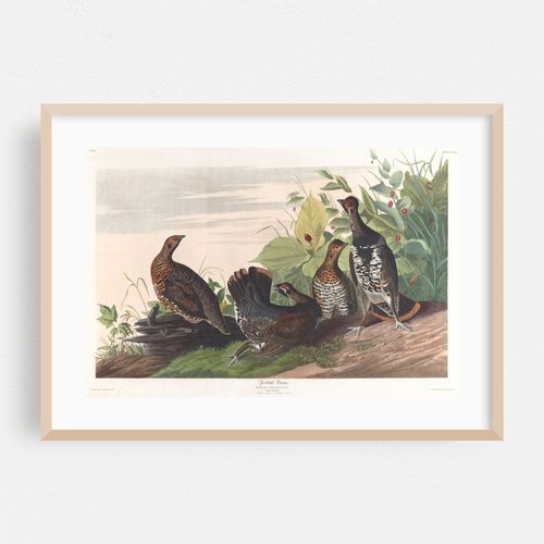 Spotted grous (1827–1838)