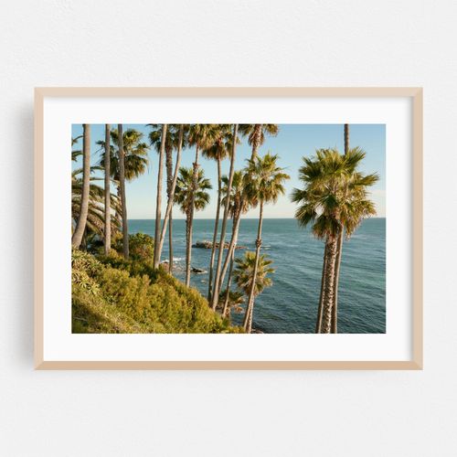 Palms at Heisler Park, Laguna Beach 02