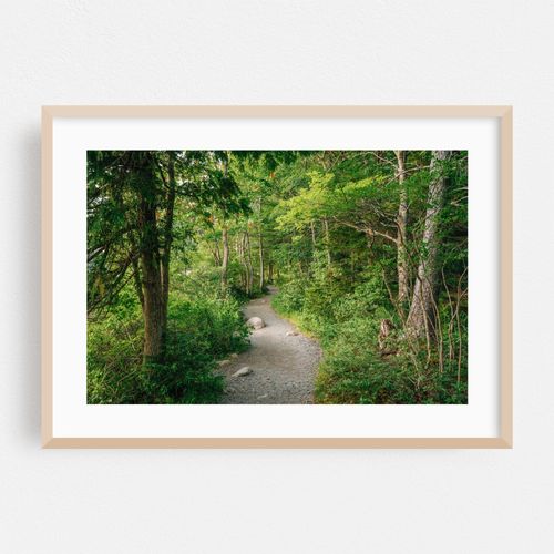 Trail in Acadia National Park