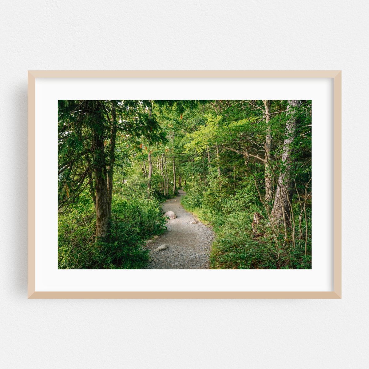 Trail in Acadia National Park – image 1 of 6