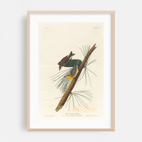 Pine creeping warbler (1827–1838)