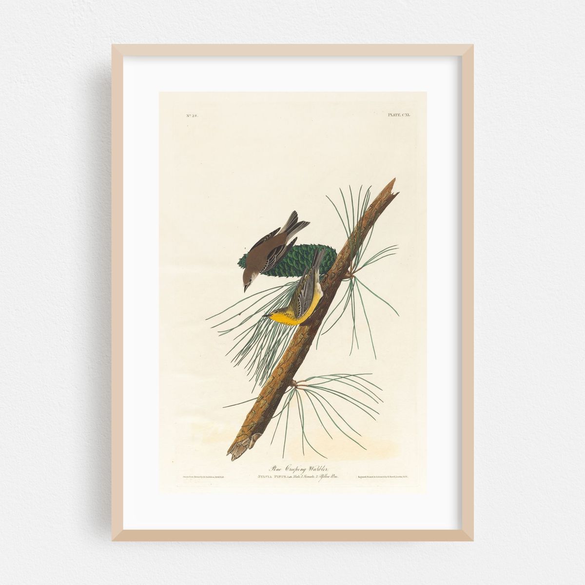Pine creeping warbler (1827–1838) – image 1 of 16