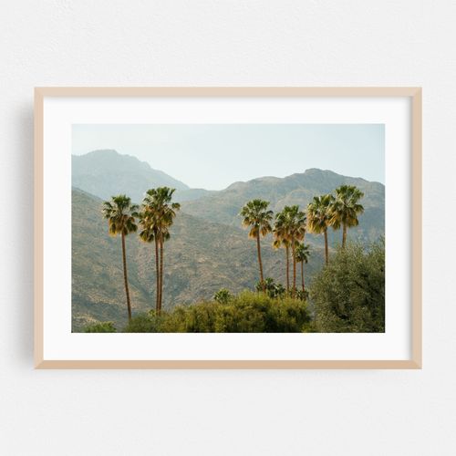 Palm Trees & Mountains, Palm Springs