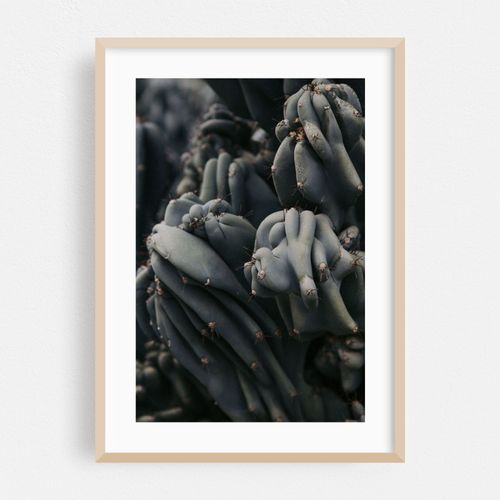 Cactus Texture